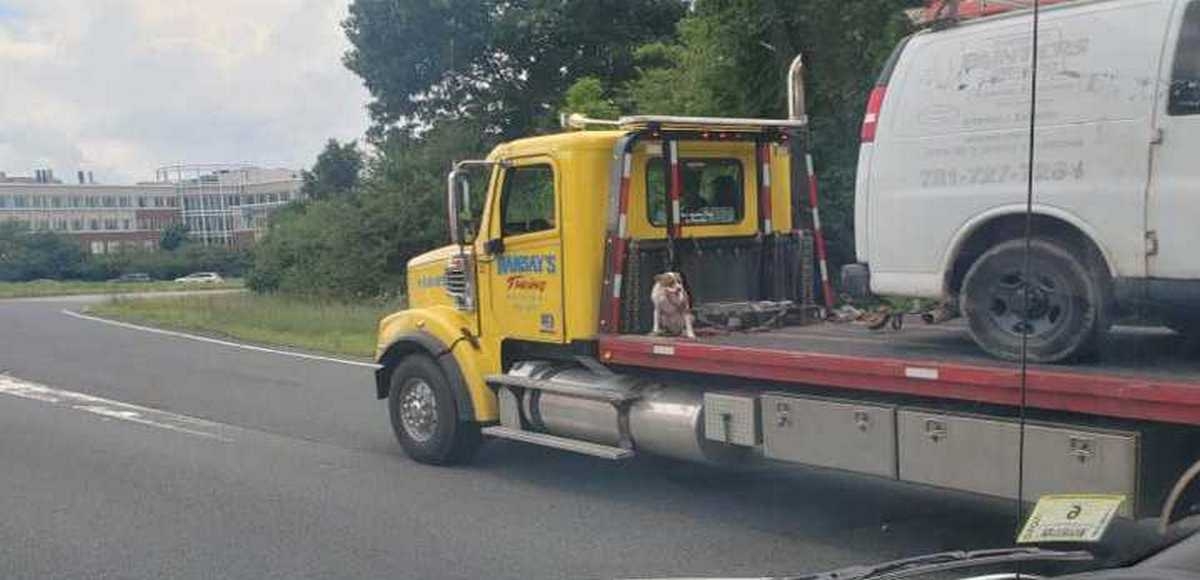 Kierowca lawety transportuje także psa
